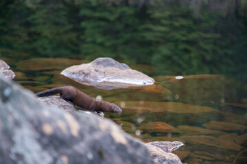 otter