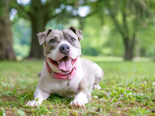 A happy gray and white Staffordshire Bull Terrier mixed breed dog lying down in the grass and...