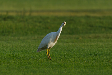 Cattle Egret on green grass field