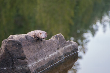 otter