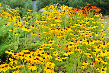 Flowers in a traditional garden .