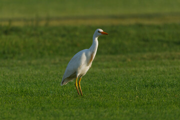 Cattle Egret on green grass field