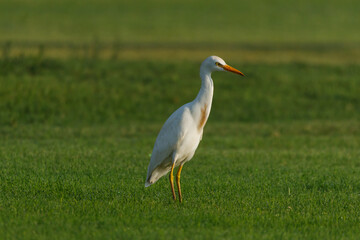 Cattle Egret on green grass field