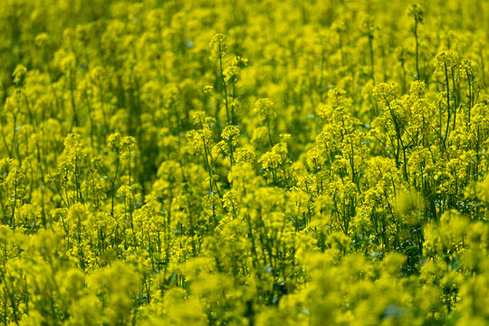 A field of yellow wildflowers