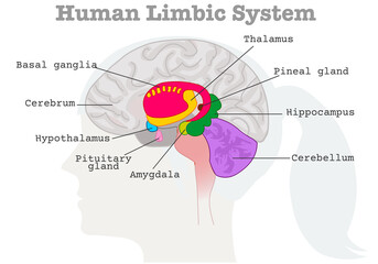 Human limbic system components diagram. Paleo mammalian cortex. Female head silhouette, brains cross section. Cerebrum, Cerebellum, Hypothalamus, thalamus, amygdala basal ganglia. Xray graphic Vector