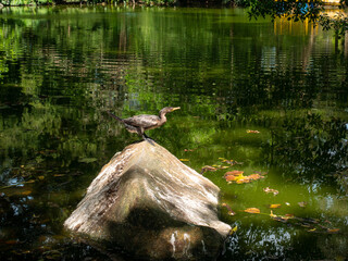 The Neotropic Cormorant or Olivaceous Cormorant (Phalacrocorax brasilianus), A Bird Standing on a Large Rock in a Green Lagoon
