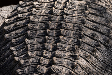 American Alligator Back Ridges Texture