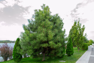 Fototapeta na wymiar landscape panorama green pine spruce tree grass fresh river sky