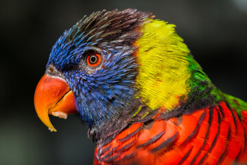 Portrait of a Rainbow Lorikeet (Trichoglossus moluccanus)