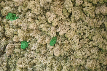 green moss on the stone