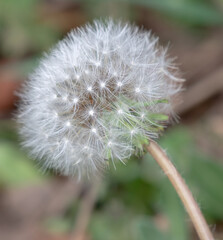 close-up of dandelion with out-of-focus background