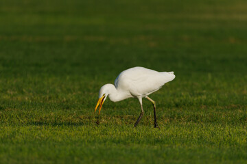 Cattle Egret on green grass field