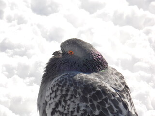 Close photo of pigeon on snow