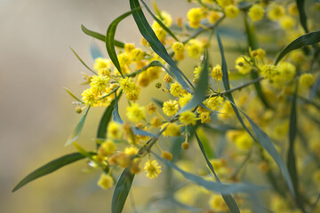 bush with yellow flowers in the spring park