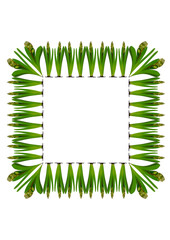 Spring. They cursed from the bulbs of hyacinth. Frame on a vertical white sheet of A4 format.