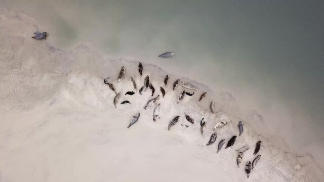 Top view of a Harbor seal family resting on a estuary beach
