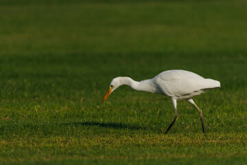 Cattle Egret on green grass field