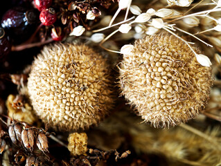 Wreath with plane tree seeds