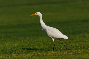 Cattle Egret on green grass field