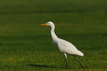 Cattle Egret on green grass field