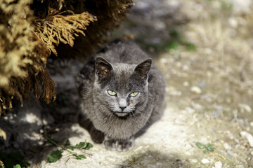Stray gray cat