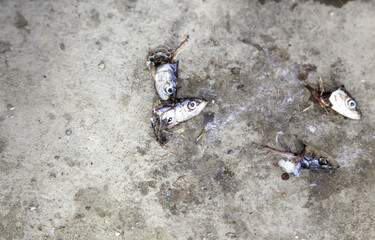 Raw fish heads