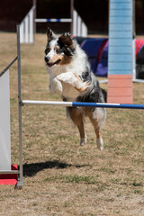 berger australien en agility