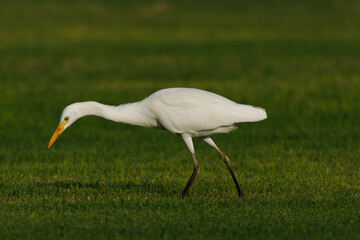 Fototapeta premium Cattle Egret on green grass field
