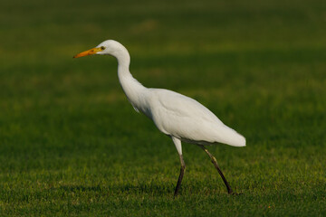 Cattle Egret on green grass field