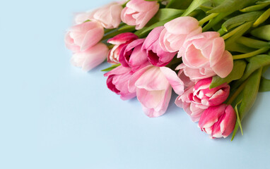 Baner. Beautiful background of delicate tulips on a blue background. Postcard for women's day on March 8, mother's day. Copy space