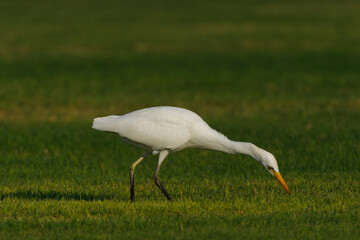 Cattle Egret on green grass field