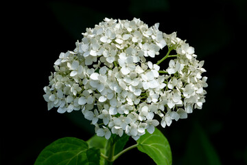 Summer white flowers close up