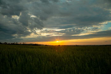 Golden sunset through a wheat field in summer