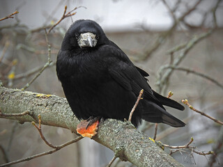 Raven on a branch.
Black crow on the tree