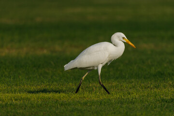 Cattle Egret on green grass field