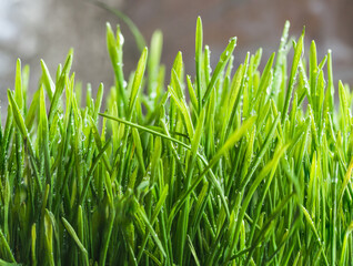 Green fresh grass for a cat with droplets of morning dew