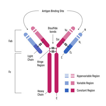 Immune System. Immunoglobulin Structure Ig Antibody Diagram.