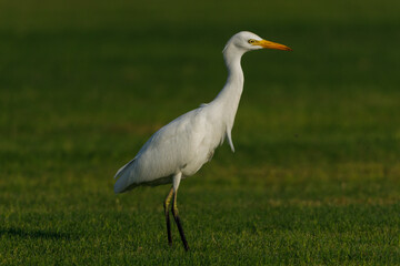 Cattle Egret on green grass field