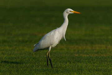 Cattle Egret on green grass field