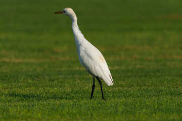 Cattle Egret on green grass field