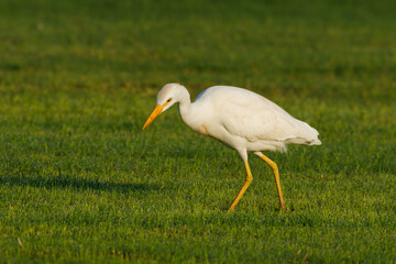 Cattle Egret on green grass field