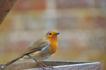 a robin redbreast on a wooden bird feeder table