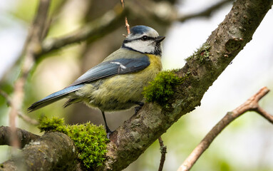 Tit sits on a twig
