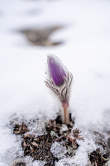 Dream grass is the most beautiful spring flower. Pulsatilla blooms in early spring in forests and mountains. Purple pulsatilla flowers close up in the snow