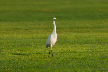Cattle Egret on green grass field