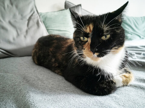 close-up of tortie cat lying on a couch