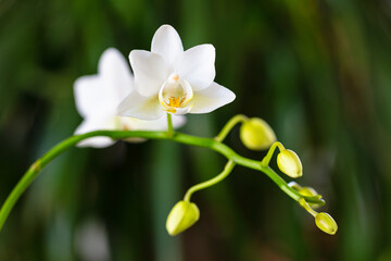 Close up view of a beautiful miniature white orchid plant in bloom