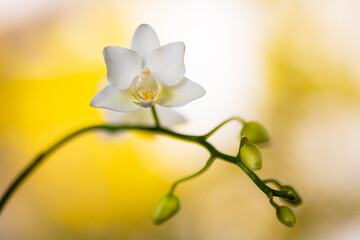 Close up view of a beautiful miniature white orchid plant in bloom