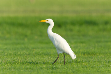 Cattle Egret on green grass field