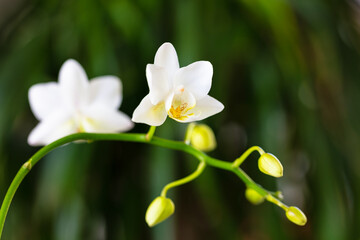 Close up view of a beautiful miniature white orchid plant in bloom